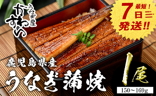 【7営業日以内に発送！】＜うなぎ屋かわすい＞鹿児島県産 国産うなぎ蒲焼 (1本・150～169g) タレ入り 鰻 うな重 かばやき【川口水産】A853