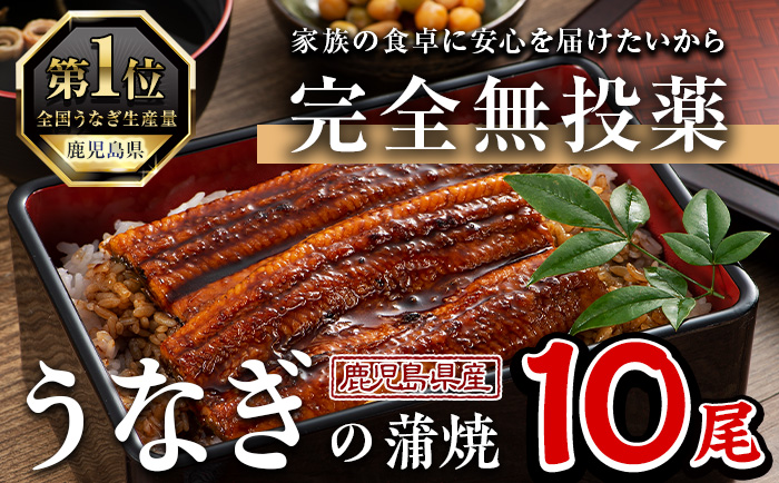 鹿児島県産うなぎ蒲焼 (1尾あたり136g～155g×10尾、タレ・山椒付き) 鰻 ウナギ うな重 ひつまぶし かばやき 九州産 国産 冷凍 【西日本養鰻】D34