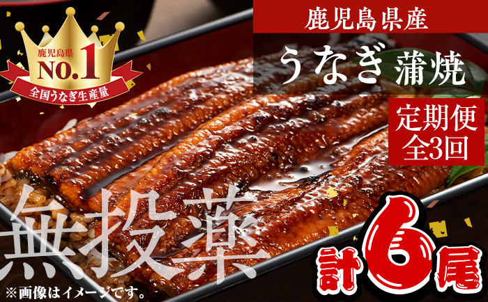 [定期便・全3回]鹿児島県産うなぎ蒲焼 (1尾あたり136g〜155g×2尾×3回、タレ・山椒付き) 鰻 ウナギ 国産 [西日本養鰻]T46