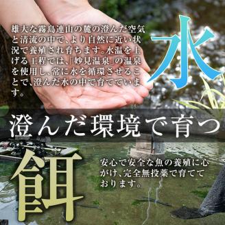 A5-034-RZ ＜冷蔵でお届け＞ 特別サイズ！霧島産うなぎ蒲焼き計380g以上(190g超×2尾)【田代水産】霧島市 うなぎ蒲焼 国産 鹿児島 うなぎ 鰻 ウナギ 高級 蒲焼き 蒲焼 かばやき タレ