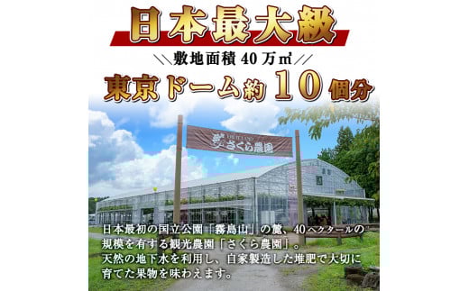 A-082 【県特産品協会理事長賞受賞】金柑大福詰め合わせ(計15個)【さくら農園】霧島市 大福 フルーツ 和菓子 茶請け きんかん 鹿児島