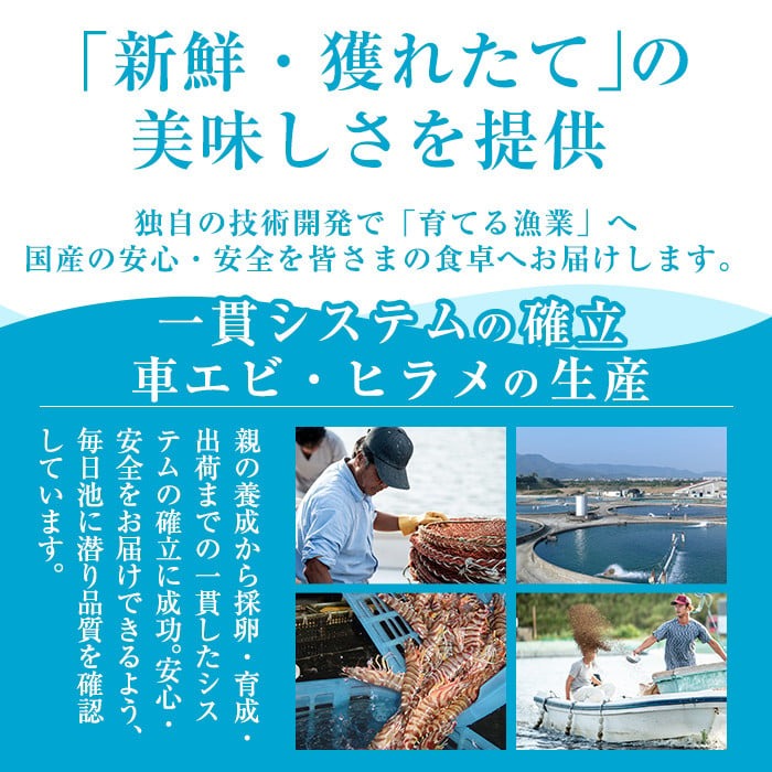 A0-331 鹿児島県産！薩摩隼人ひらめ230g以上(2～3P)【MBC開発】霧島市 ヒラメ 刺身ヒラメ 刺身 冷凍