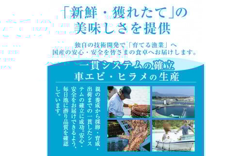 C-081 鹿児島県産！「薩摩隼人ひらめ」8パック【MBC開発】霧島市 ヒラメ 刺身ヒラメ 刺身 冷凍