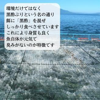 F0-009 さつま黒酢ぶり(下処理なし・一尾 約5kg)【かごジン】霧島市 国産 魚 鰤 ブリ ぶり 養殖 海鮮 刺身 煮物 冷蔵