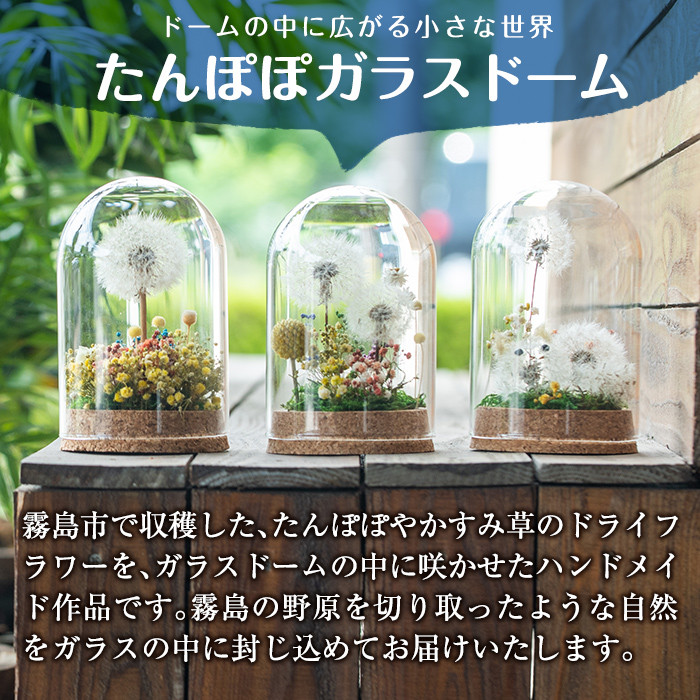 A0-257 たんぽぽガラスドーム・たんぽぽ畑(1点)【かわいち国分】霧島市 インテリア たんぽぽ ガラスドーム 置き物 ドライフラワー ハンドメイド
