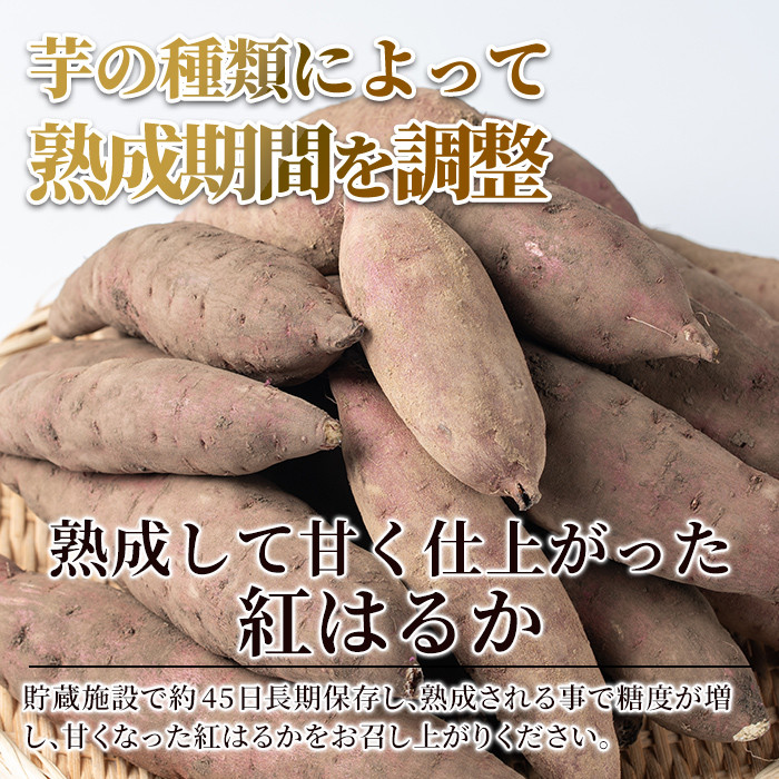 A2-012 鹿児島県産＜紅はるか＞土付き(10kg)【フレッシュジャパン鹿児島】さつまいも サツマイモ さつま芋 紅はるか 生芋