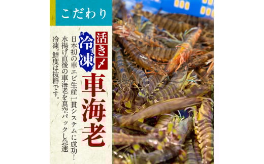 B-014 活き〆冷凍車海老「薩摩隼人車海老」合計約375g(約125g×3パック)【MBC開発】霧島市 えび 冷凍 海老 エビ 車エビ 刺身 調理 小分け