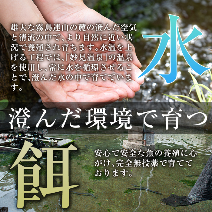 C-077-RT ＜冷凍でお届け＞霧島市育ちのあの「うなぎ」120～130g×5尾【田代水産】霧島市 鰻 ウナギ 蒲焼き 蒲焼 国産