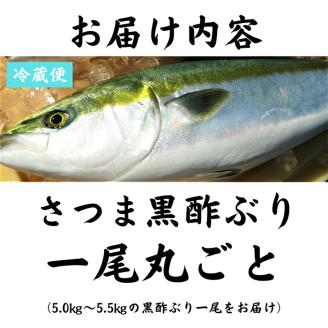 F0-009 さつま黒酢ぶり(下処理なし・一尾 約5kg)【かごジン】霧島市 国産 魚 鰤 ブリ ぶり 養殖 海鮮 刺身 煮物 冷蔵