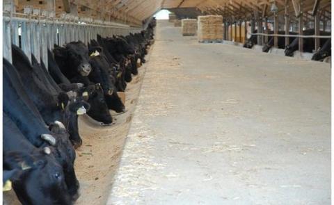 C-079 鹿児島県産黒毛和牛サーロインステーキ3枚 計600g(Ａ-5等級)【九面屋】霧島市 ステーキ サーロイン ステーキ肉 ステーキ牛肉 国産 牛肉 A5