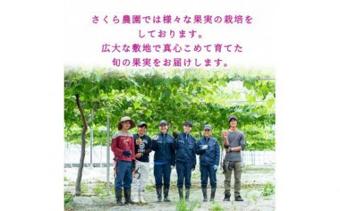 A-138 ＜期間限定！2025年8月中旬～10月上旬の間に発送予定＞梨詰め合わせ(約2.5kg前後)【さくら農園】なし 梨 豊水 フルーツ 果物 期間限定