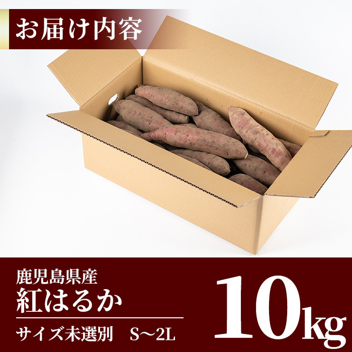 A2-012 鹿児島県産＜紅はるか＞土付き(10kg)【フレッシュジャパン鹿児島】さつまいも サツマイモ さつま芋 紅はるか 生芋