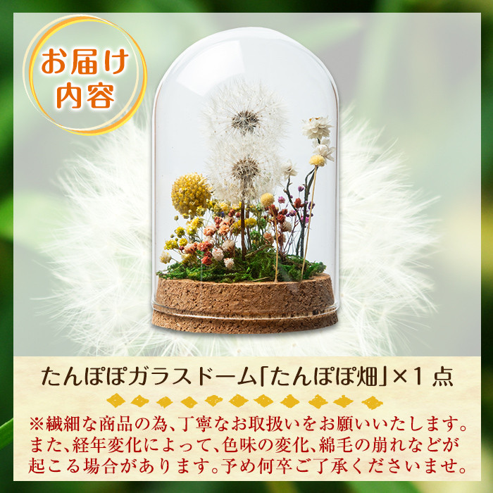 A0-257 たんぽぽガラスドーム・たんぽぽ畑(1点)【かわいち国分】霧島市 インテリア たんぽぽ ガラスドーム 置き物 ドライフラワー ハンドメイド