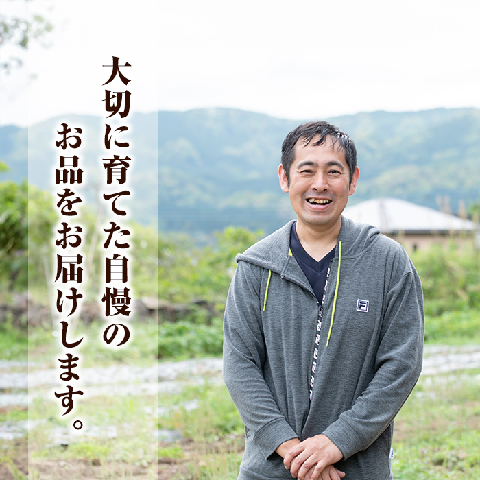 K-651-A しっとり紅はるかの冷凍焼き芋2kg(丸ごと)【泉真一朗】霧島市 やきいも さつまいも サツマイモ 芋 さつま芋 熟成