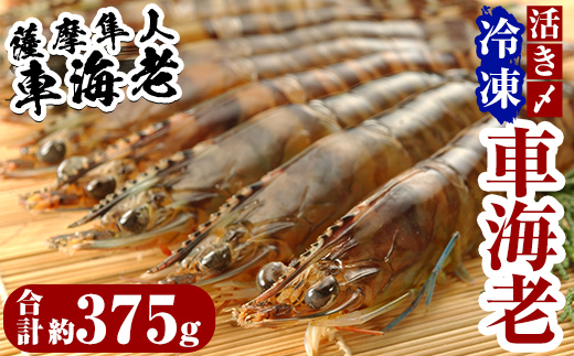 B-014 活き〆冷凍車海老「薩摩隼人車海老」合計約375g(約125g×3パック)【MBC開発】霧島市 えび 冷凍 海老 エビ 車エビ 刺身 調理 小分け