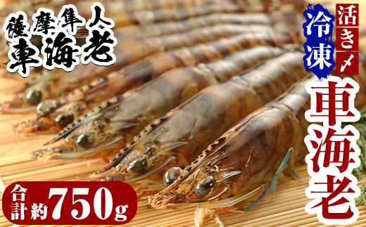 D-004 活き〆冷凍車海老「薩摩隼人車海老」6パック【MBC開発】霧島市 えび 冷凍 海老 エビ 車エビ 刺身 調理 小分け