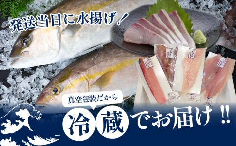 ★お申込みの翌月にお届け★【漁師厳選】朝獲れ鮮魚のお刺身詰め合わせ(4種) 冷蔵 鮮魚 生食用
