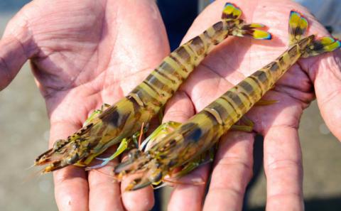 【鹿児島県産】冷凍車海老 1.2kg （加熱用） 車エビ 車えび くるまえび 海老 冷凍 南さつま市