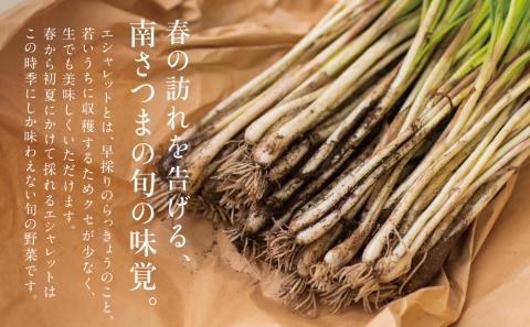 【鹿児島県南さつま市産】期間限定！砂丘地で栽培したエシャレット 約800g（約200g×4袋）