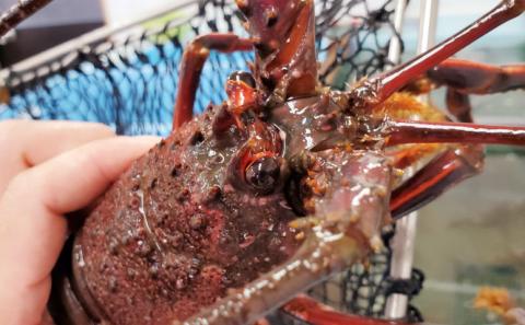 【訳あり】天然伊勢海老約1㎏（生食用）