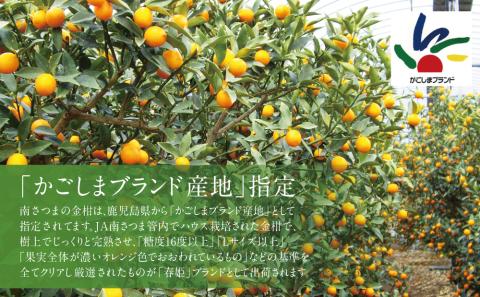 【2026年2月発送開始】鹿児島県産ブランドきんかん「春姫」 約2kg 鹿児島県産 ブランド 金柑 果物 フルーツ 柑橘 常温 JA 南さつま市