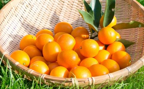 ◆先行受付◆2月～3月末発送【鹿児島県南さつま市産】完熟金柑 黄金丸 約1kg（3L～4L) 柑橘 きんかん 旬 フルーツ 果物 常温 南さつま市