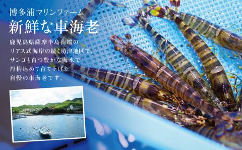 【鹿児島県産】活〆 冷凍車海老 600g（生食用） えび クルマエビ 車えび 海鮮 海産物 刺身 寿司 天ぷら 塩焼き エビフライ 急速冷凍 冷凍 鹿児島 坊津 南さつま市