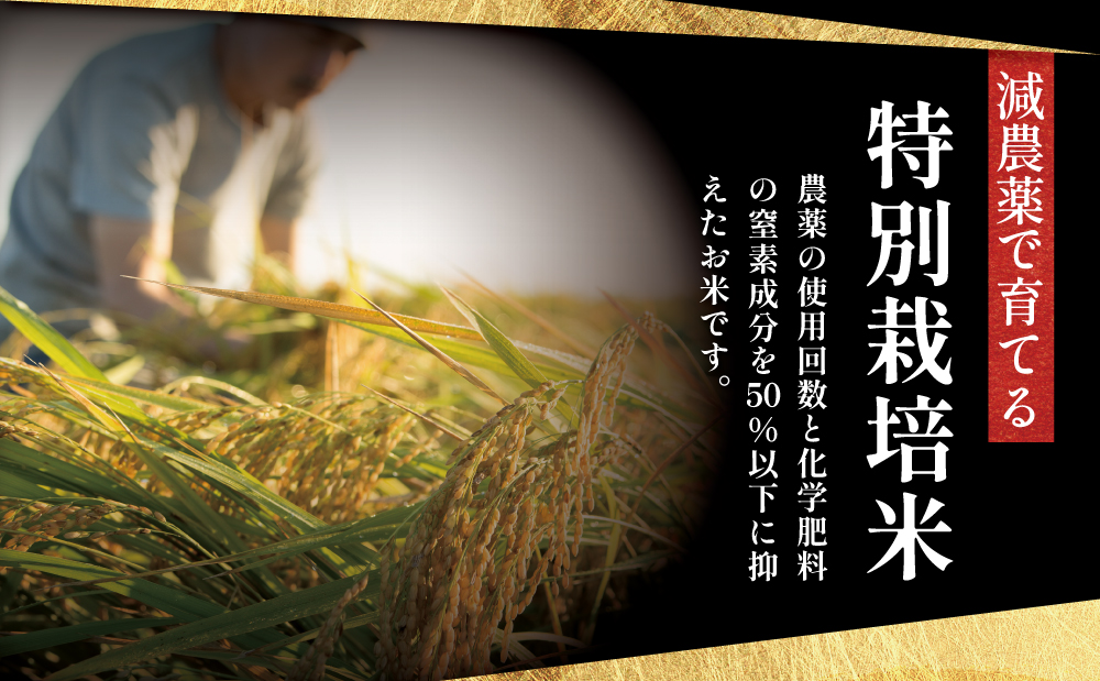 【令和7年産】特別栽培米 金峰コシヒカリ石蔵米5kg×1袋 コシヒカリ 特別栽培農産物 コメ おこめ 5キロ こしひかり 米 鹿児島県産 南さつま市