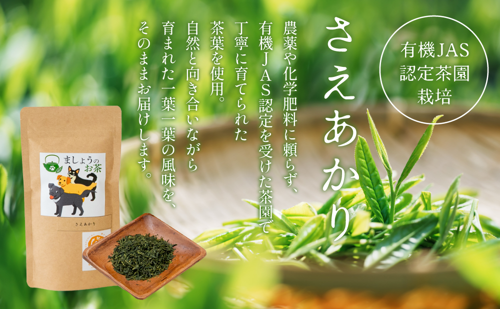 【鹿児島県産緑茶】ましょうのお茶「さえあかり」「さえあかり×在来茶」4本セット 計200g 鹿児島県産 かごしま お茶 日本茶 緑茶 茶葉 南さつま市