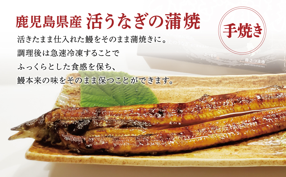 【鹿児島県産】活うなぎの蒲焼2尾 鰻 ウナギ うな重 うな丼 蒲焼 かば焼き 南さつま市