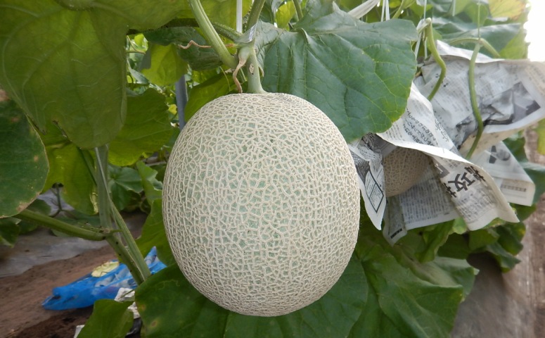 【11月末～12月中旬発送】鹿児島県産 砂丘メロン「加世田アールスメロン」2玉 化粧箱入り 果物 フルーツ JA南さつま