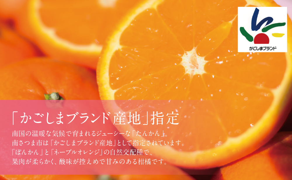 【2026年2月中旬発送開始】鹿児島県産 ブランドたんかん 約4.5kg 柑橘 みかんミカン 蜜柑 かごしまブランド 果物 果実 南国 フルーツ 旬 甘味 ジューシー 期間限定 先行受付 国産 国内産 南さつま市 JA南さつま