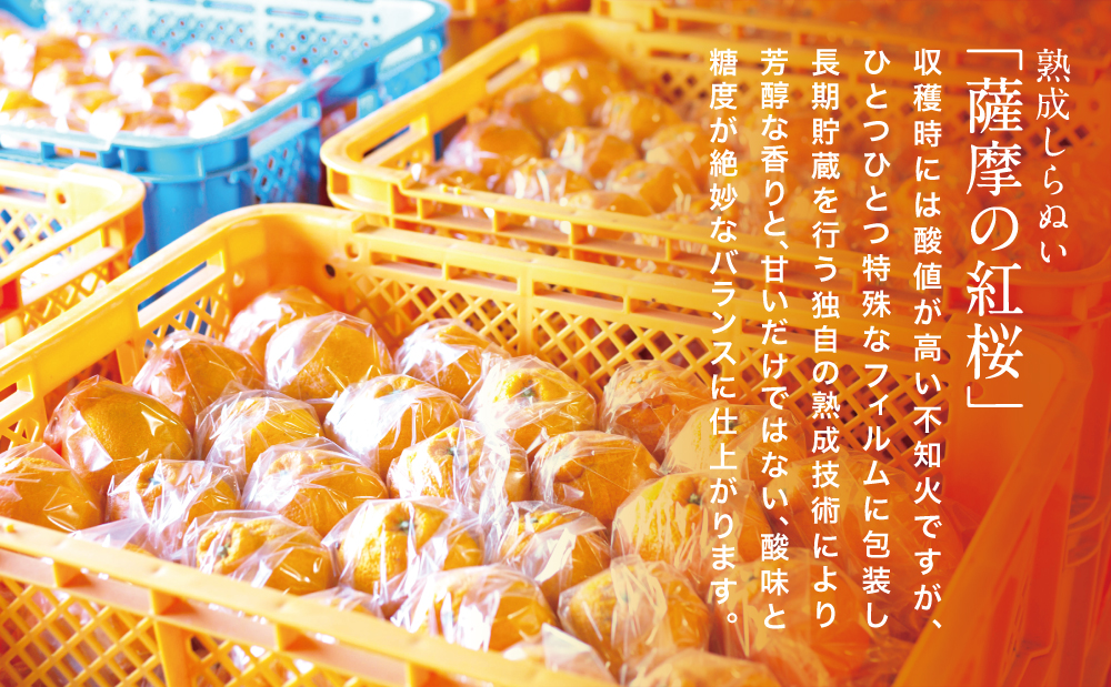 【至高の熟成柑橘】「薩摩の紅桜（不知火）」ご自宅用 30～36玉［L～3Lサイズ］果物 フルーツ 熟成 柑橘 長期貯蔵 しらぬい 不知火 鹿児島 南さつま市