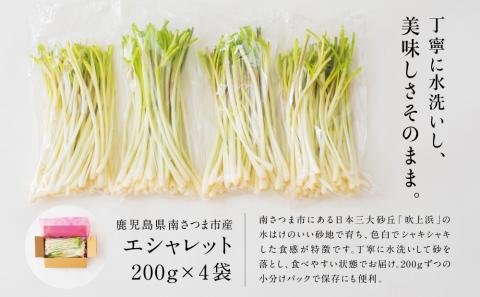 【鹿児島県南さつま市産】期間限定！砂丘地で栽培したエシャレット 約800g（約200g×4袋）