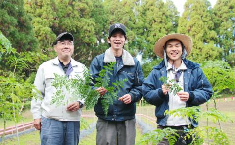 鹿児島TELLASファームのモリンガパウダー 1ヶ月セット