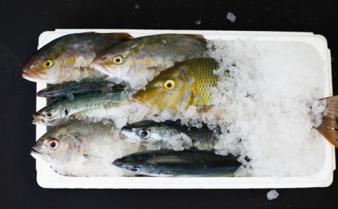 【漁港直送】朝獲れ鮮魚 詰め合わせ 4ｋｇ