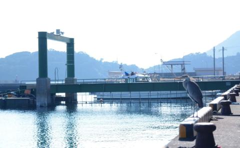 【訳あり】天然伊勢海老約1㎏（生食用）