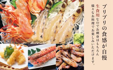 【鹿児島県産】活〆 冷凍車海老 300g（生食用） えび クルマエビ 車えび 海鮮 海産物 刺身 寿司 天ぷら 塩焼き エビフライ 急速冷凍 冷凍 鹿児島 坊津 南さつま市