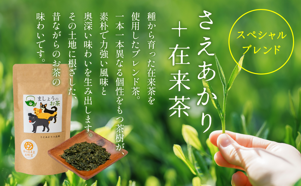 【鹿児島県産緑茶】ましょうのお茶「さえあかり」「さえあかり×在来茶」4本セット 計200g 鹿児島県産 かごしま お茶 日本茶 緑茶 茶葉 南さつま市