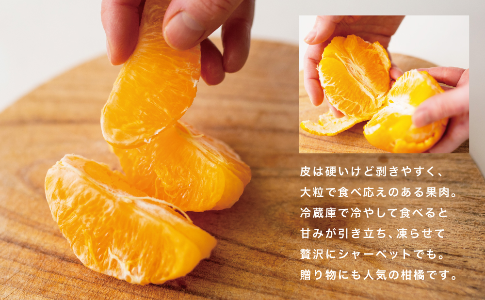 【至高の熟成柑橘】「薩摩の紅桜（不知火）」ご自宅用 30～36玉［L～3Lサイズ］果物 フルーツ 熟成 柑橘 長期貯蔵 しらぬい 不知火 鹿児島 南さつま市