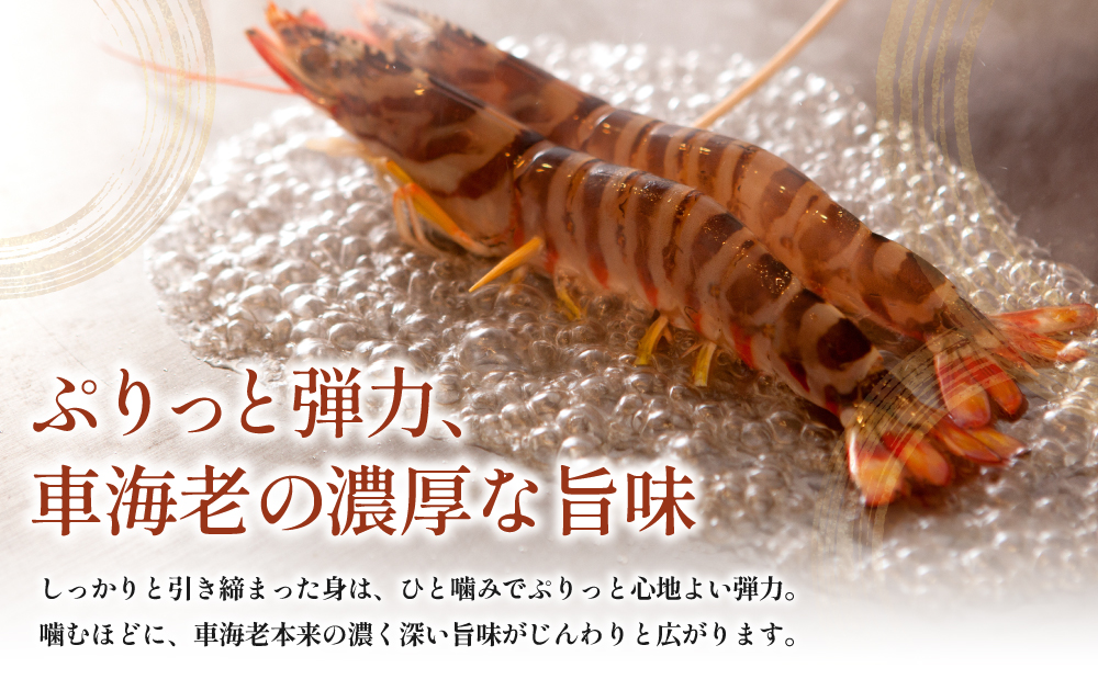 【鹿児島県産】冷凍 車海老 LLサイズ 300g （加熱用） 車エビ 車えび くるまえび 海老 エビ えび 海の幸 海鮮 九州 国産 魚介 魚介類 真空パック 天ぷら エビフライ エビチリ 冷凍 南さつま市
