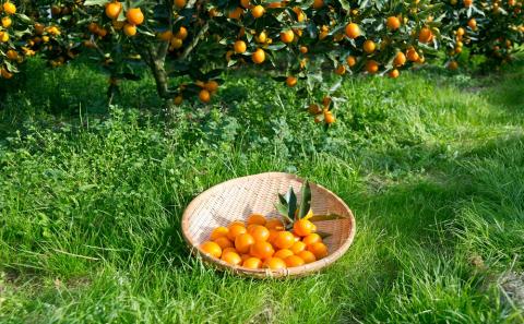 【鹿児島県南さつま市産】完熟金柑コンポート