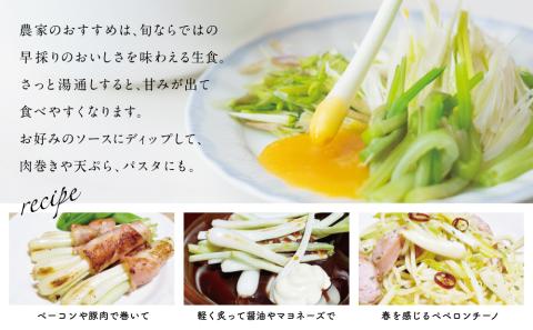 【鹿児島県南さつま市産】期間限定！砂丘地で栽培したエシャレット 約800g（約200g×4袋）