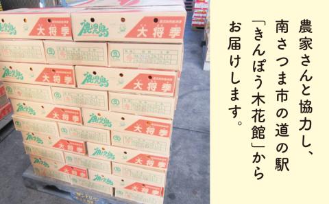 【訳あり】◆12月中お届け◆ 鹿児島県産 不知火「大将季」約5kg フルーツ 果物 柑橘 みかん しらぬい 旬 南さつま市