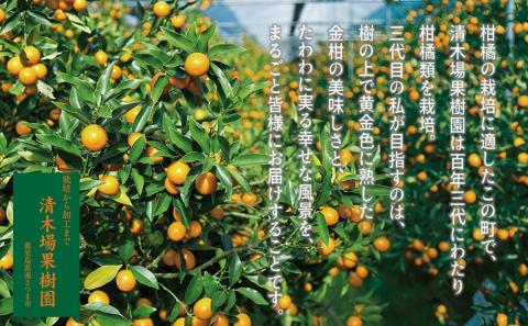 ◆先行受付◆2月～3月末発送【鹿児島県南さつま市産】完熟金柑 黄金丸 約1kg（3L～4L) 柑橘 きんかん 旬 フルーツ 果物 常温 南さつま市