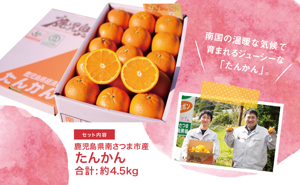 【2026年2月中旬発送開始】鹿児島県産 ブランドたんかん 約4.5kg 柑橘 みかんミカン 蜜柑 かごしまブランド 果物 果実 南国 フルーツ 旬 甘味 ジューシー 期間限定 先行受付 国産 国内産 南さつま市 JA南さつま