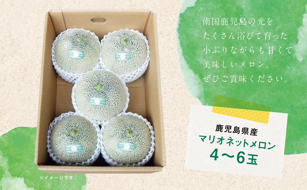 ◆5月出荷開始・数量限定◆鹿児島県産 マリオネットメロン 4～6玉 フルーツ メロン 果物 JA 南さつま