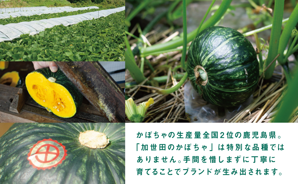 ◆12月出荷◆【かごしまブランド】加世田のかぼちゃ 4個 ［冬出荷］ 野菜 カボチャ 常温 鹿児島県産 JA 南さつま市