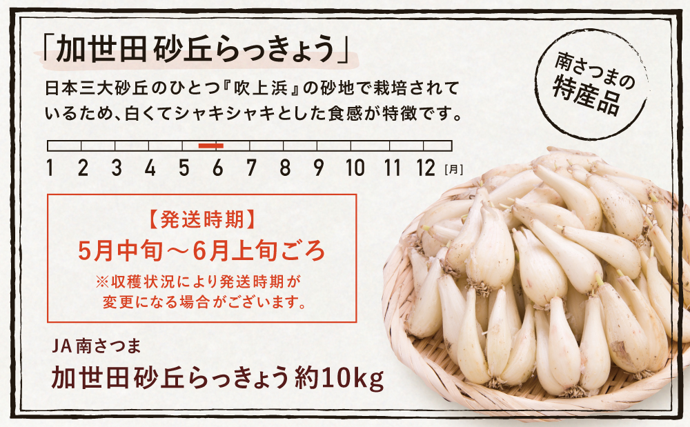 ◆5月中旬発送開始◆【鹿児島県南さつま市産】加世田砂丘らっきょう 約10kg ラッキョウ サラダ 天ぷら かき揚げ 酢味噌 特産品 野菜 旬 期間限定 JA 南さつま市