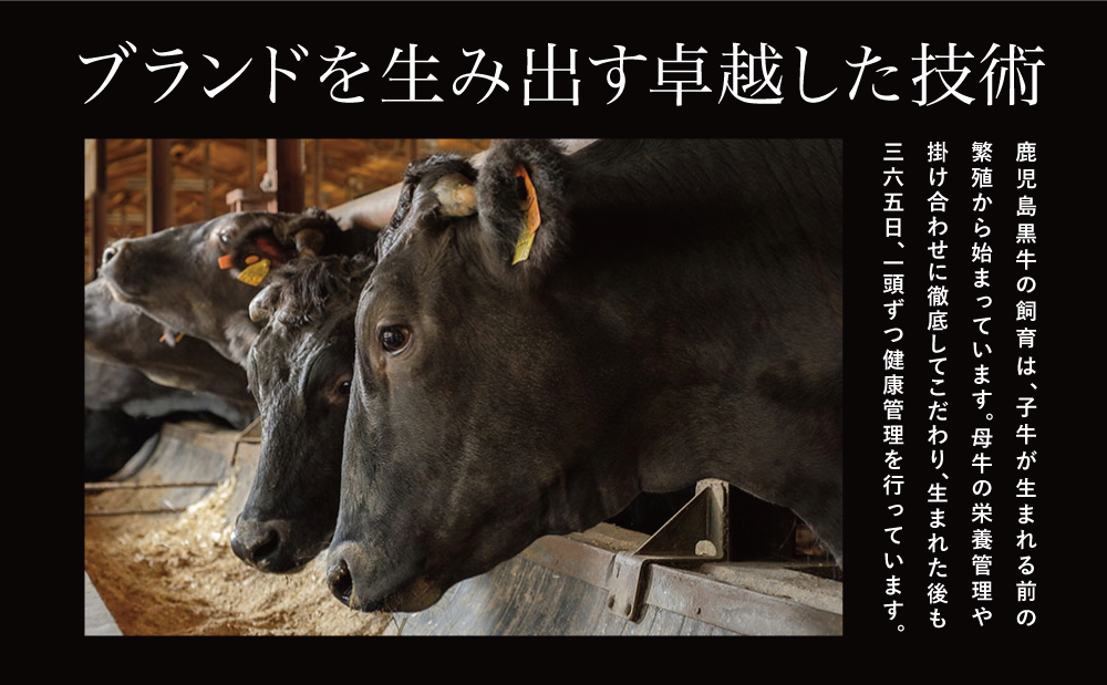 【和牛日本一】5等級 鹿児島黒牛サーロインステーキ 2枚 計400g（200g×2P） 牛肉 ステーキ バーベキュー BBQ 牛 お肉 黒毛和牛 ジューシー 国産 霜降り JA食肉かごしま 南さつま市